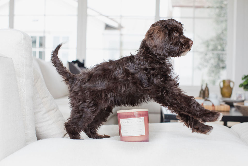 Sand + Paws Goji Berry Hand-poured 21 oz scented candle