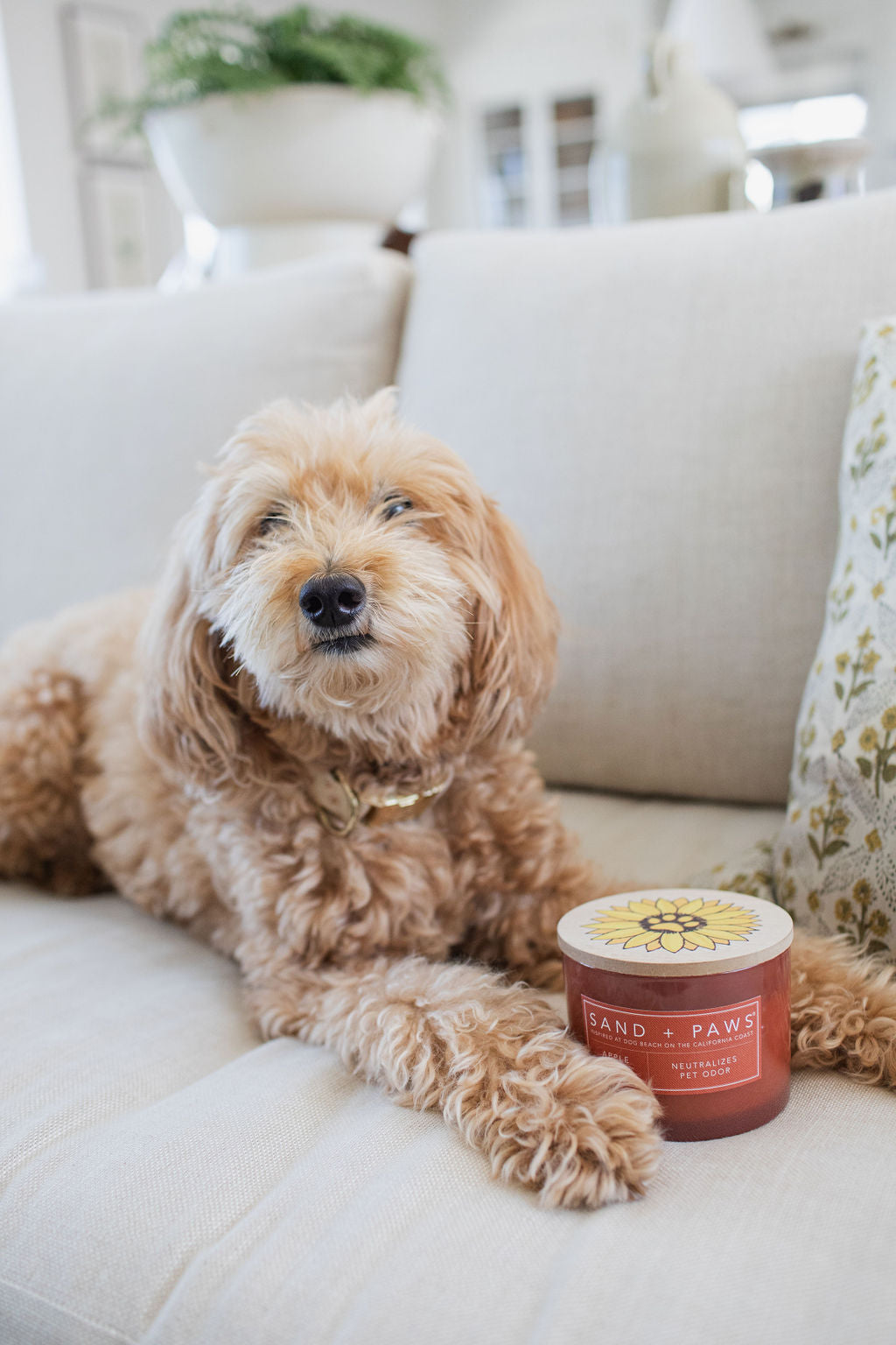 Sand + Paws Apple Spice Hand-poured 12 oz scented candle