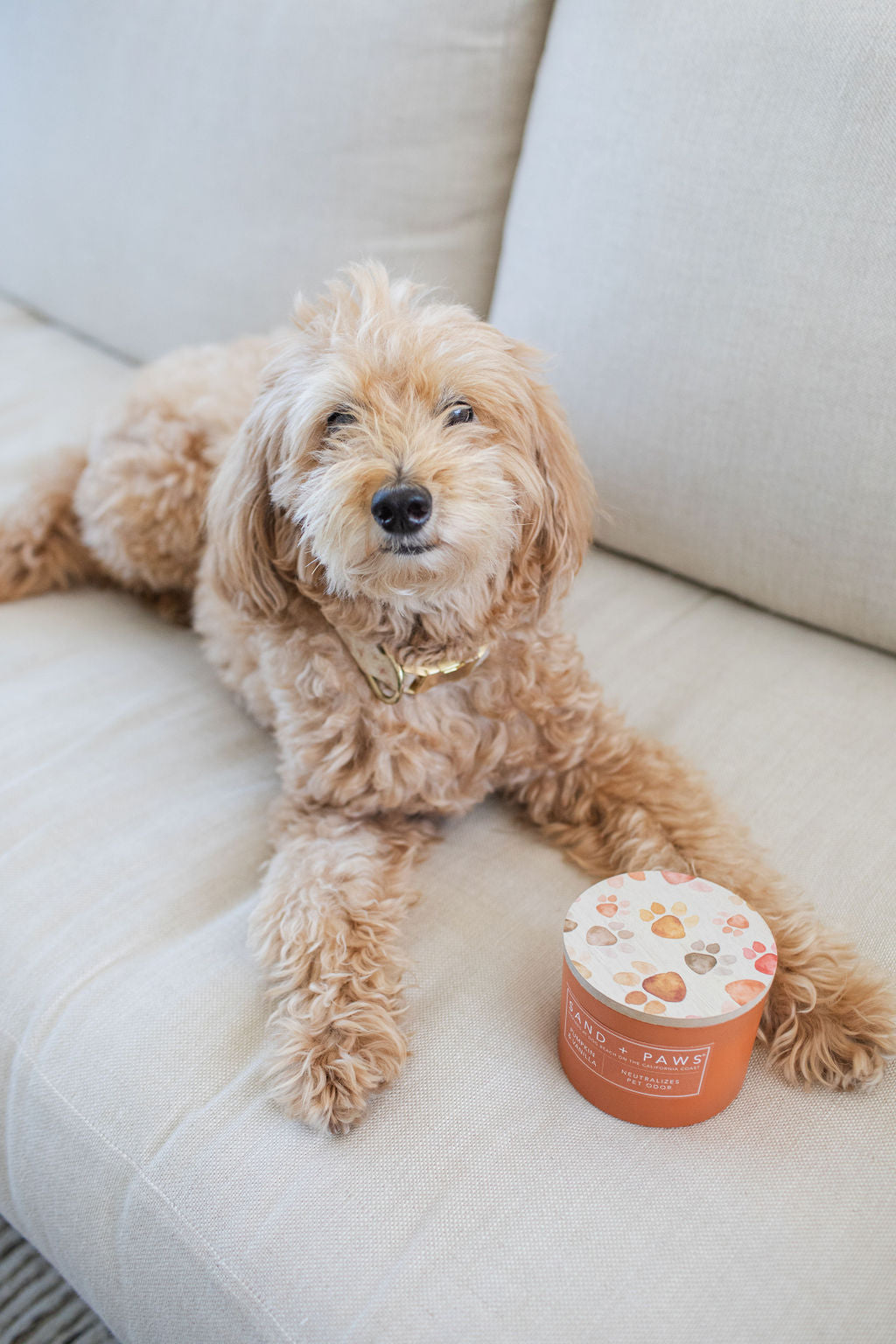 Sand + Paws Pumpkin & Vanilla Hand-poured 12 oz scented candle