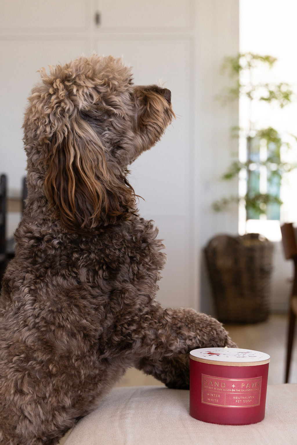 Sand + Paws Winter White Hand-poured 12 oz scented candle