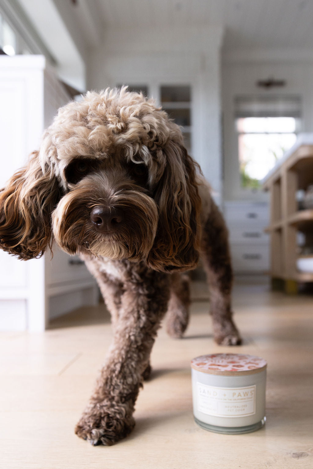 Sand + Paws Spiced Gingerbread Hand-poured 12 oz scented candle