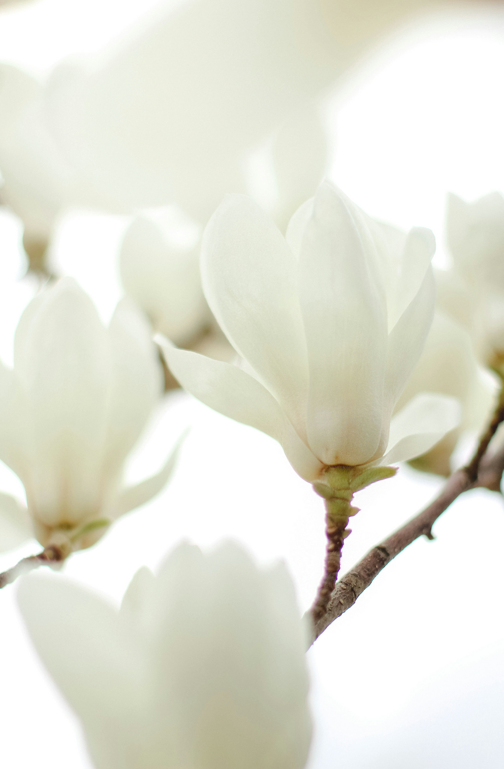 Ivory Bloom Long-lasting 50 ml Perfume Oil Rollerball