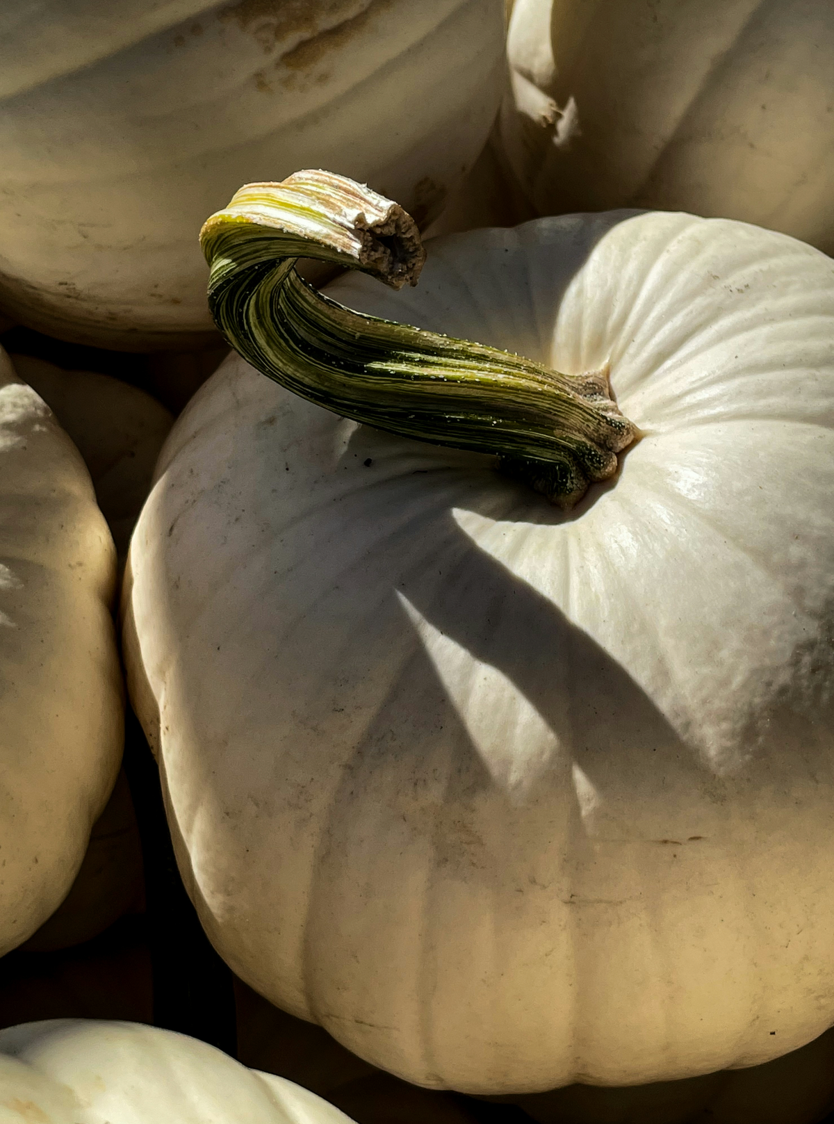 White Pumpkin Aromatic 100 ml Reed Diffuser