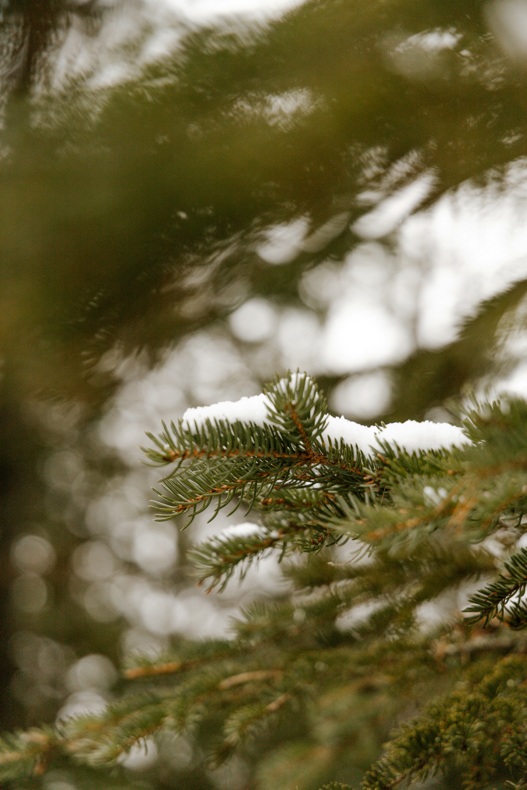 Pine & Sage Hand-poured 21 oz scented candle