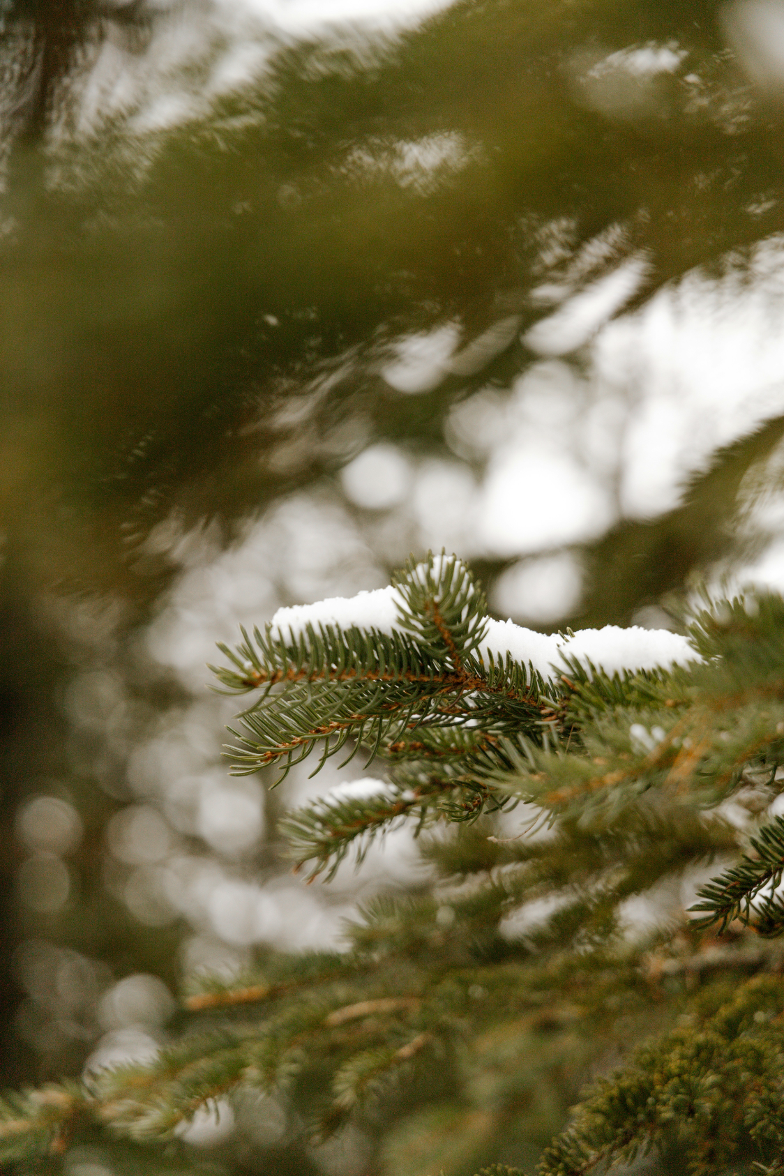 Pine & Sage Hand-poured 21 oz scented candle
