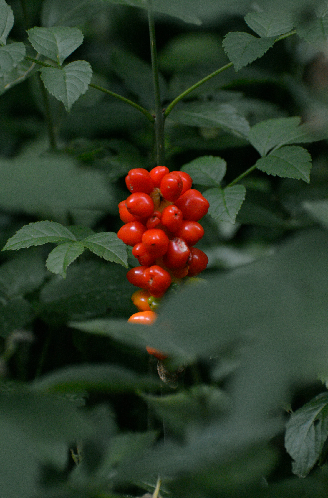 Berry Currant Aromatic 100 ml Reed Diffuser