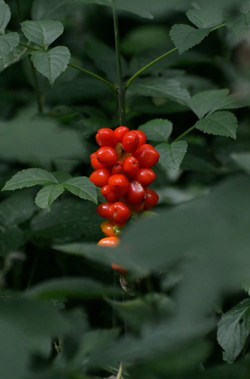 Berry Currant Aromatic 100 ml Reed Diffuser