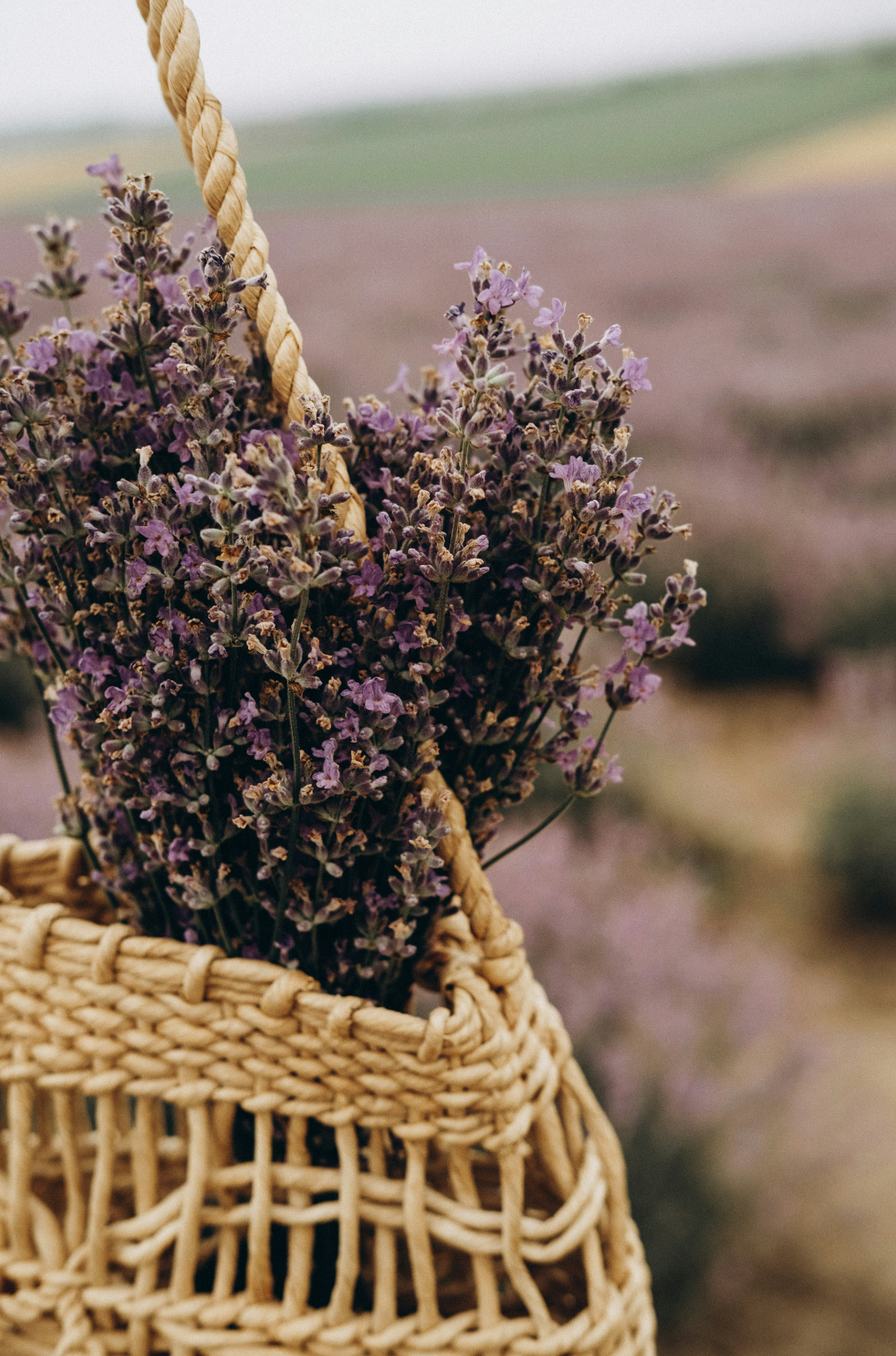 Cedar & Lavender Fresh 100 ml Room Spray