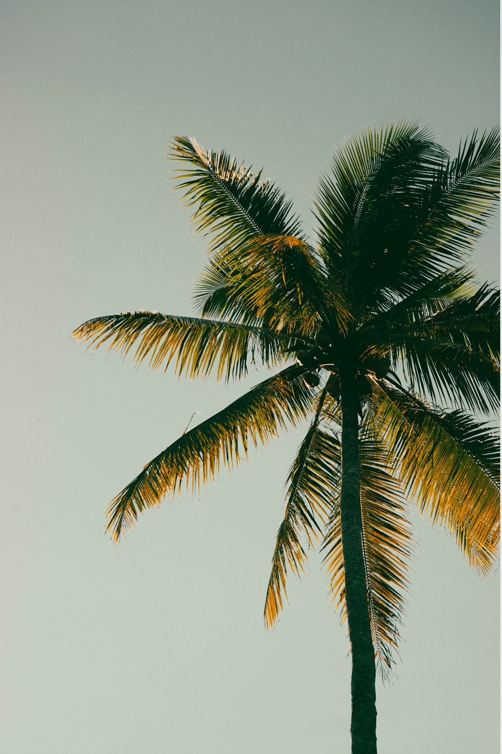 Coconut & Palm Fresh 100 ml Room Spray