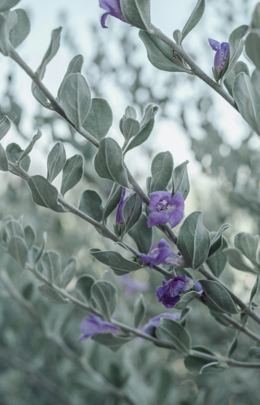 Eucalyptus & Lavender Aromatic 100 ml Reed Diffuser