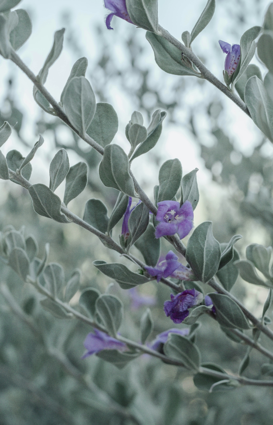 Eucalyptus & Lavender Aromatic 100 ml Reed Diffuser