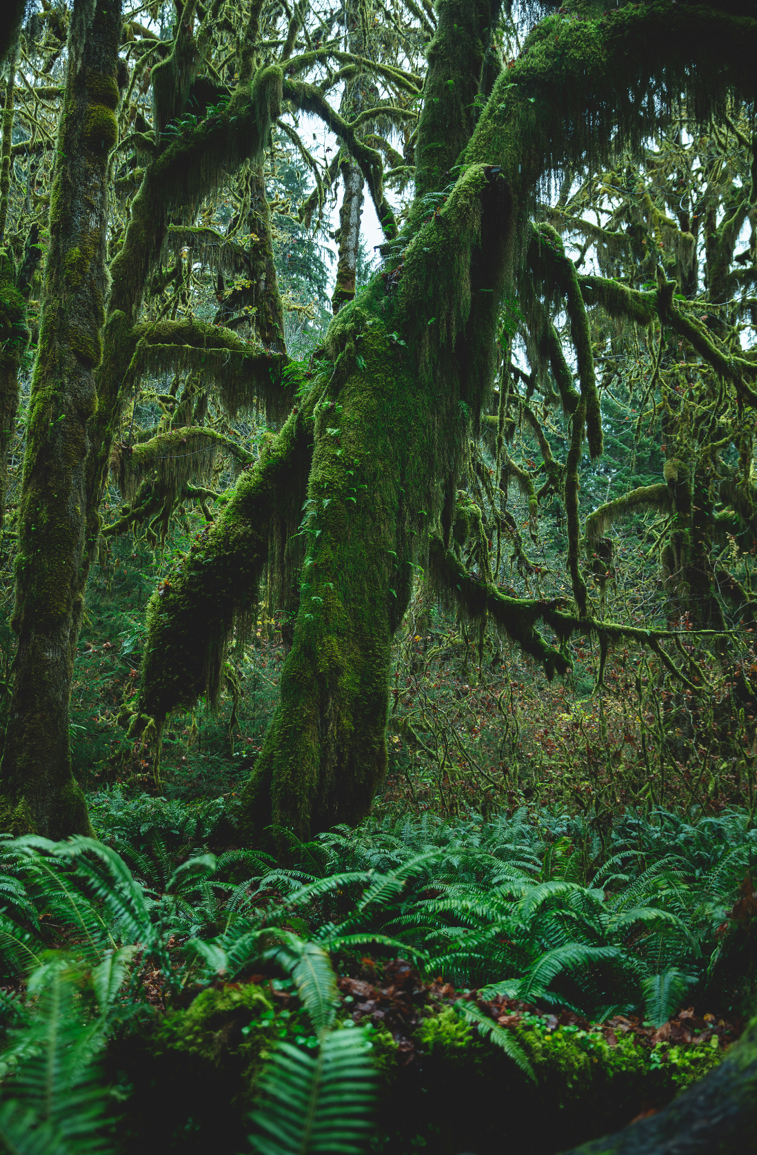 Fern & Moss Hand-poured 10 oz scented candle