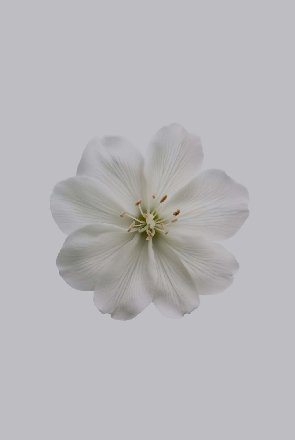Fresh Jasmine Hand-poured 12 oz scented candle