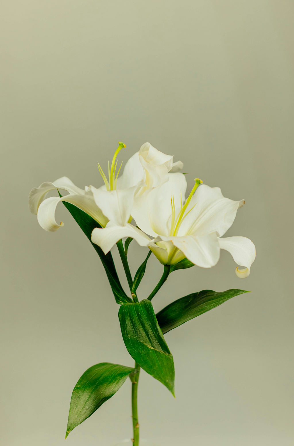 Gardenia Fresh 100 ml Room Spray