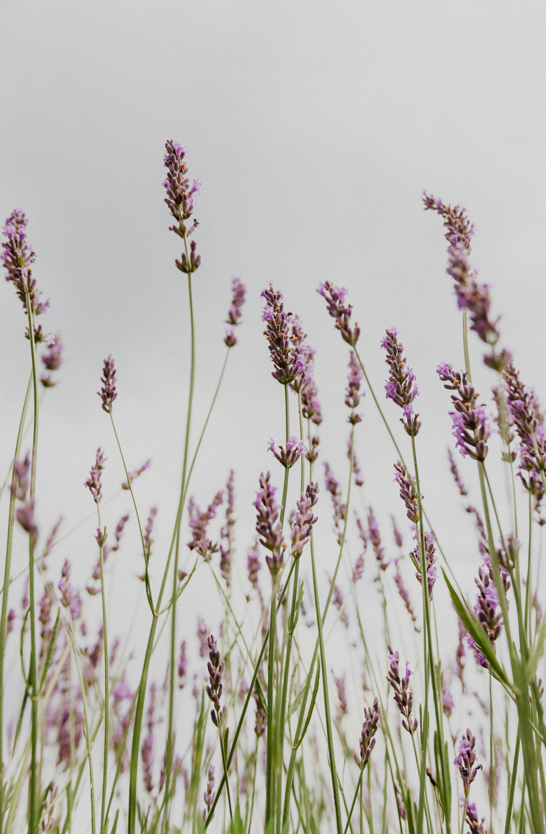 Lavender Hand-poured 12 oz scented candle
