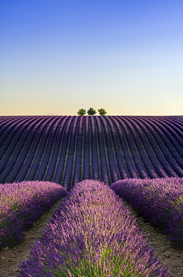 Provence Lavender & Woods Hand-poured 10 oz scented candle