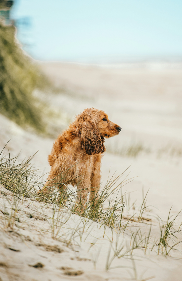 Sand + Paws Sun-n-Fun Hand-poured 12 oz scented candle