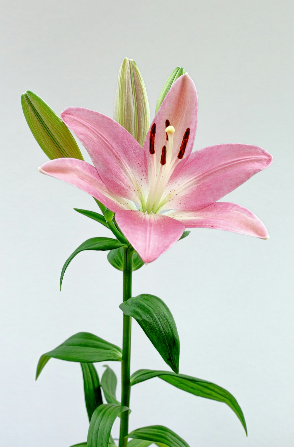 Peony & Lily Captivating 100 ml Eau de Toilette