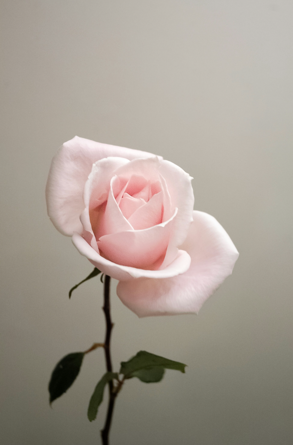 Sweet Rose Captivating 100 ml Eau de Toilette