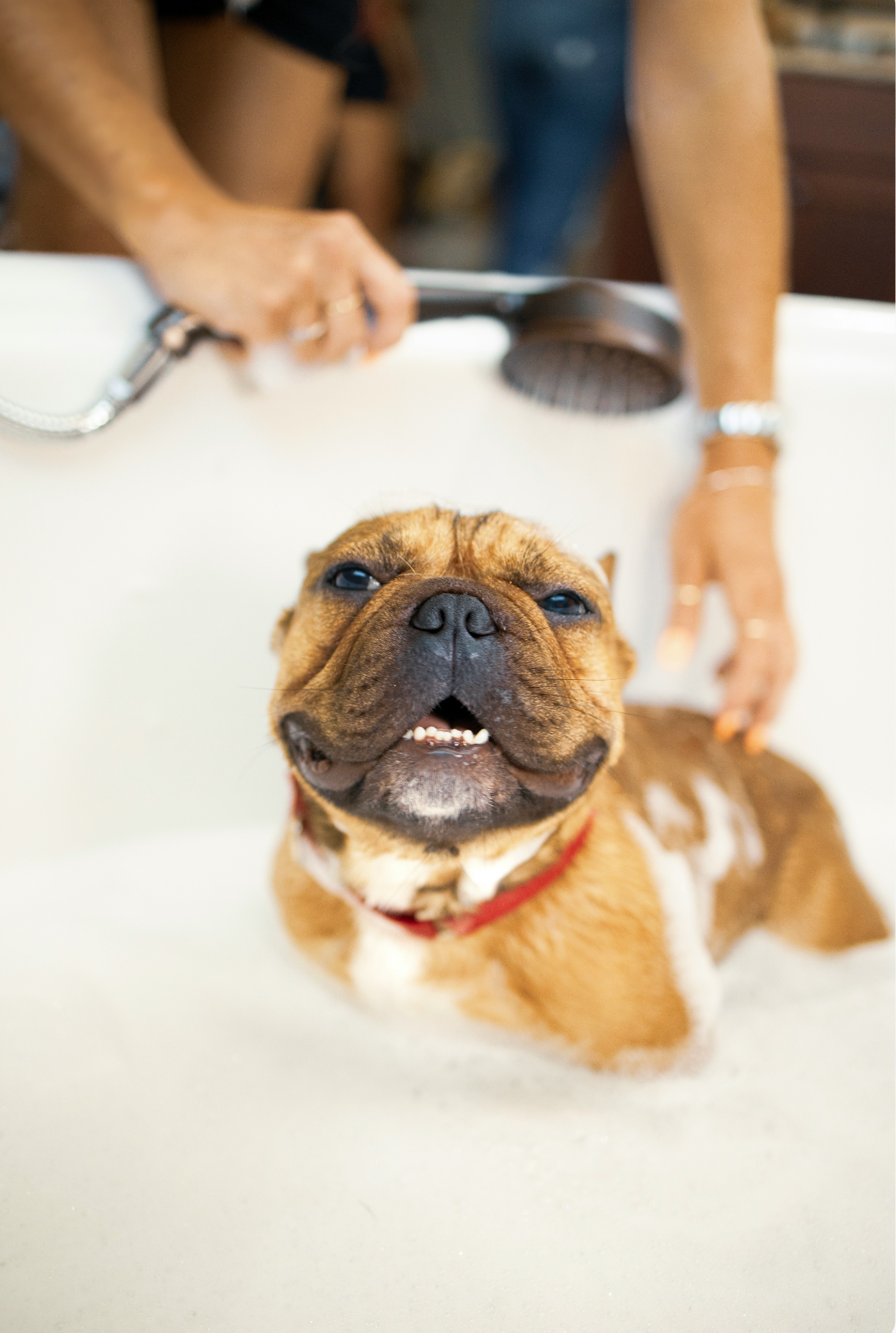 Sand + Paws Gentle Pet Shampoo & Conditioner - Baby Powder