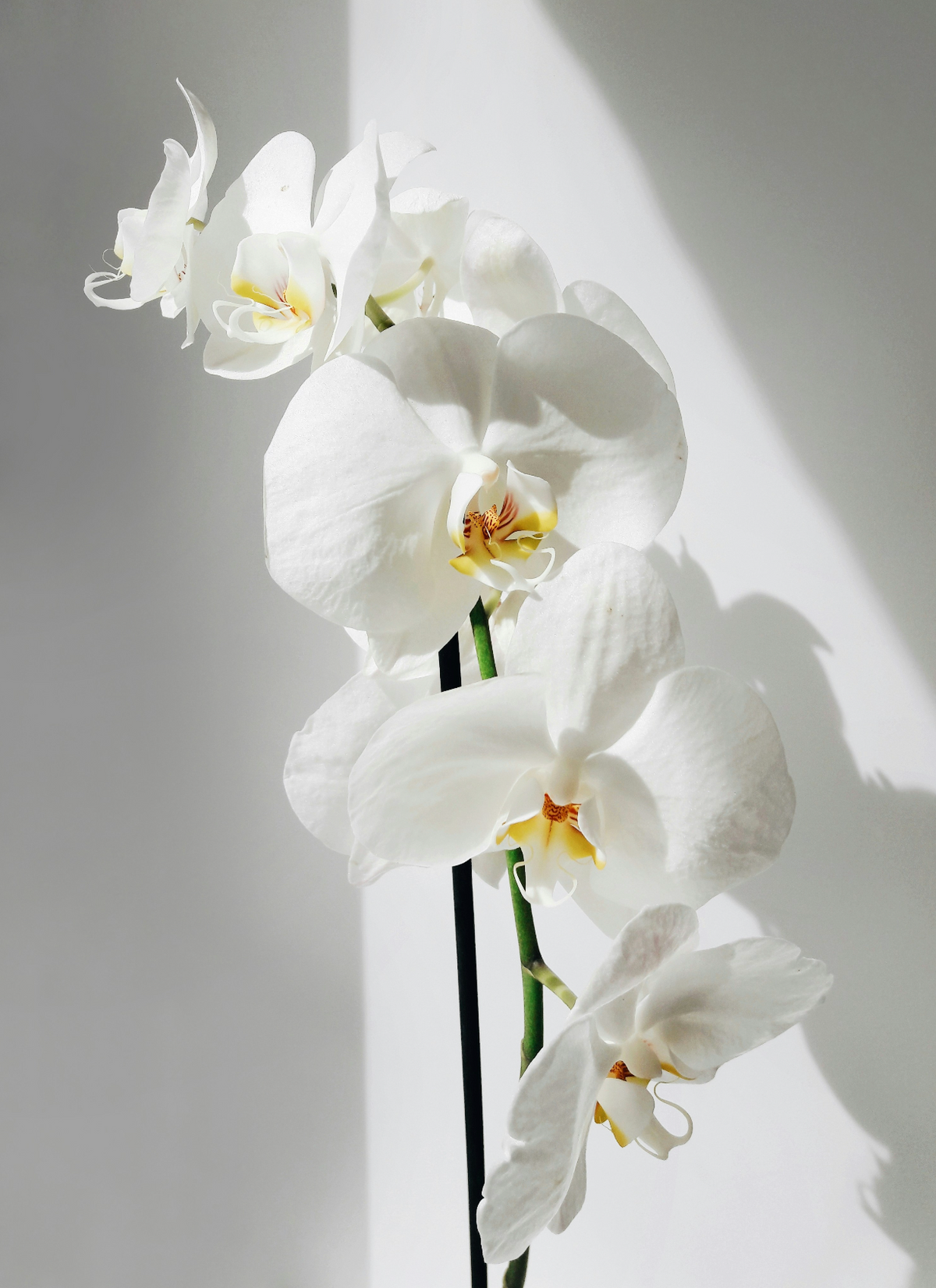Vanilla Orchid Rich 16.9 oz Whipped Body Butter