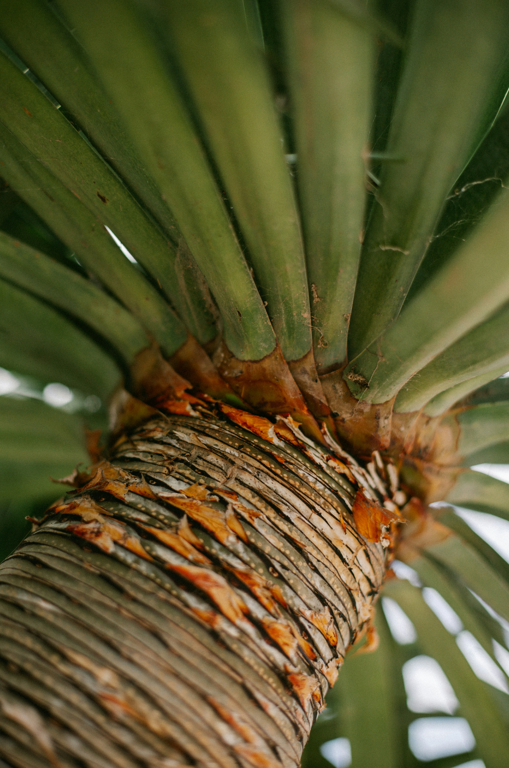 Driftwood & Pineapple Hand-poured 12 oz scented candle