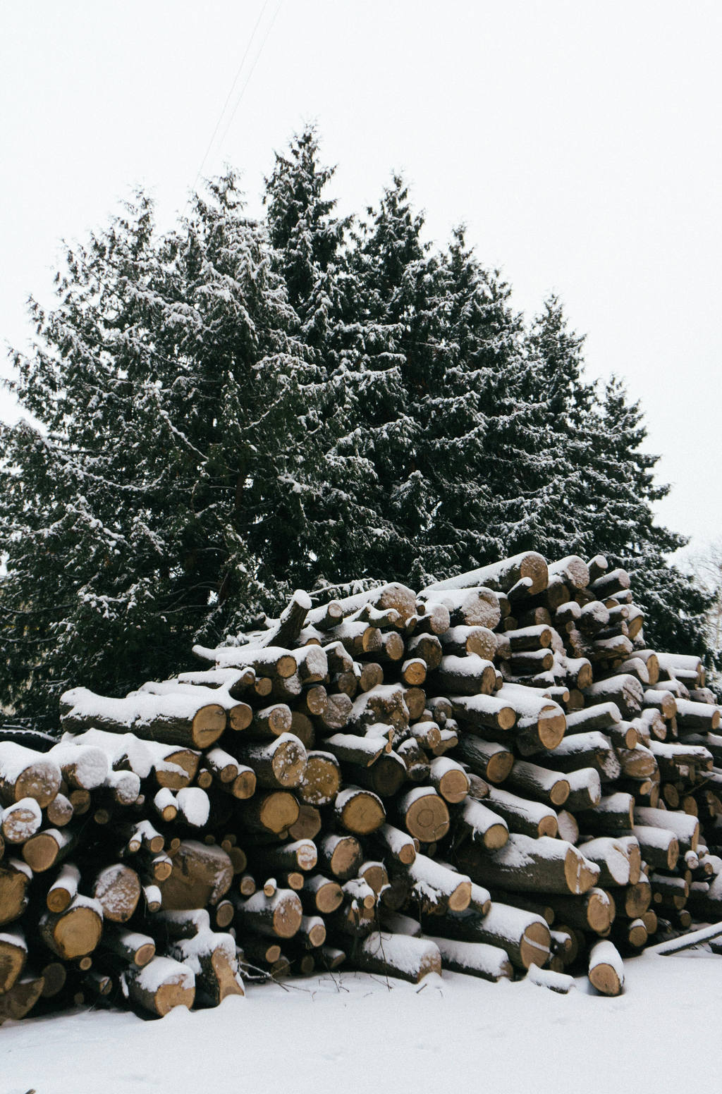 Firewood & Silver Fir Hand-poured 6 oz scented candle