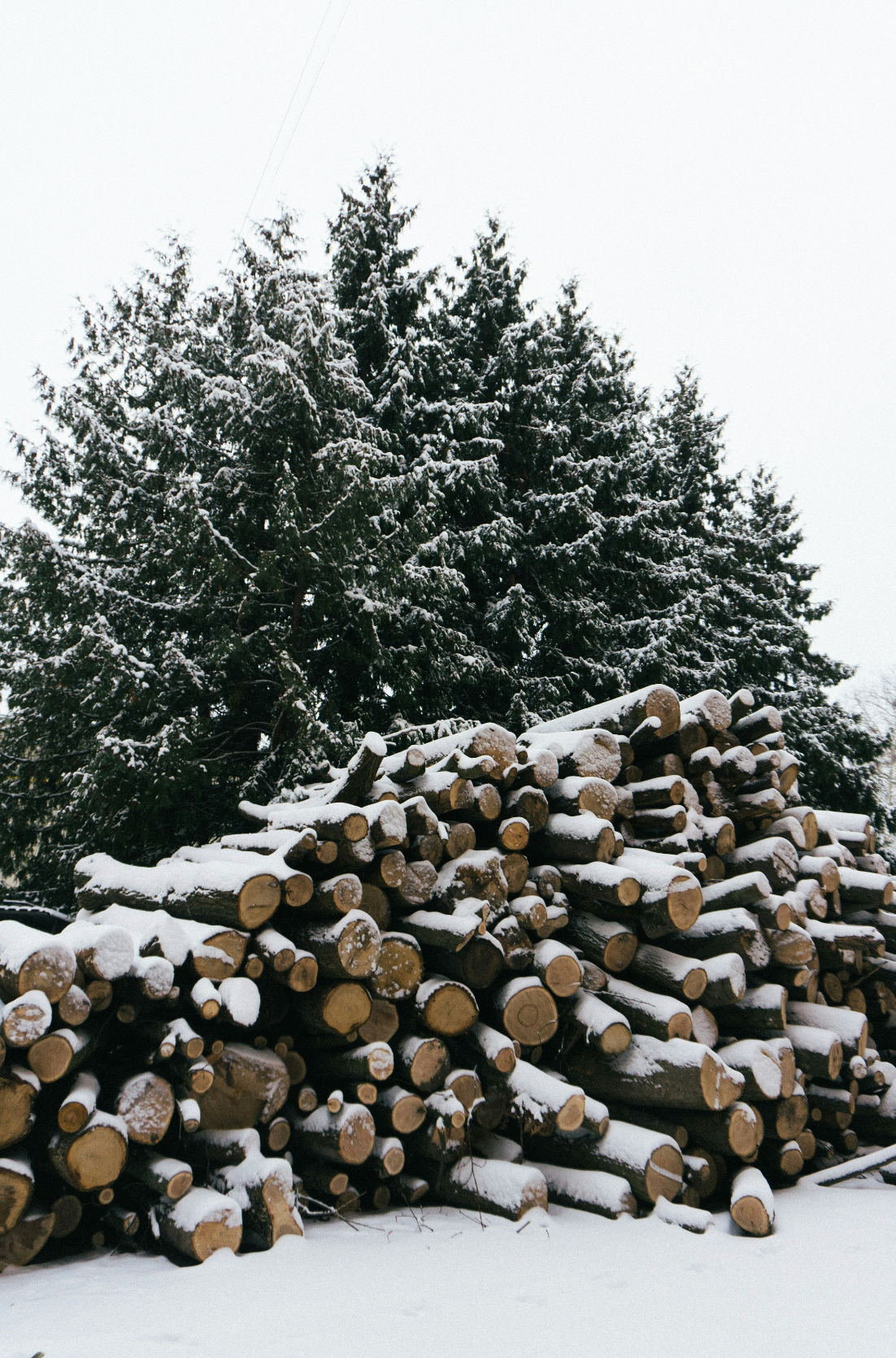 Firewood & Silver Fir Hand-poured 6 oz scented candle