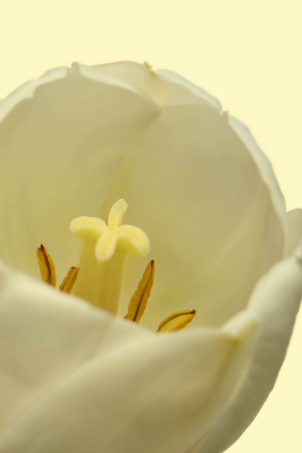 White Tulip Long-lasting 50ml Perfume Oil Rollerball