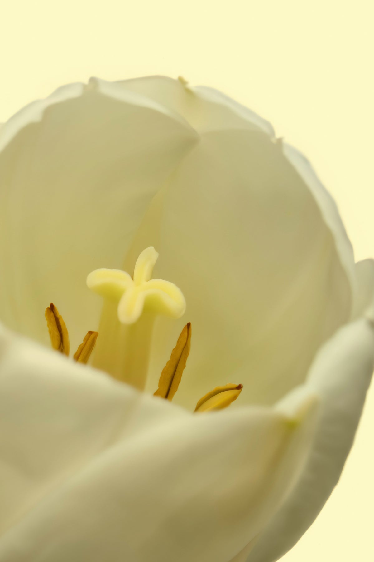 White Tulip Long-lasting 50ml Perfume Oil Rollerball