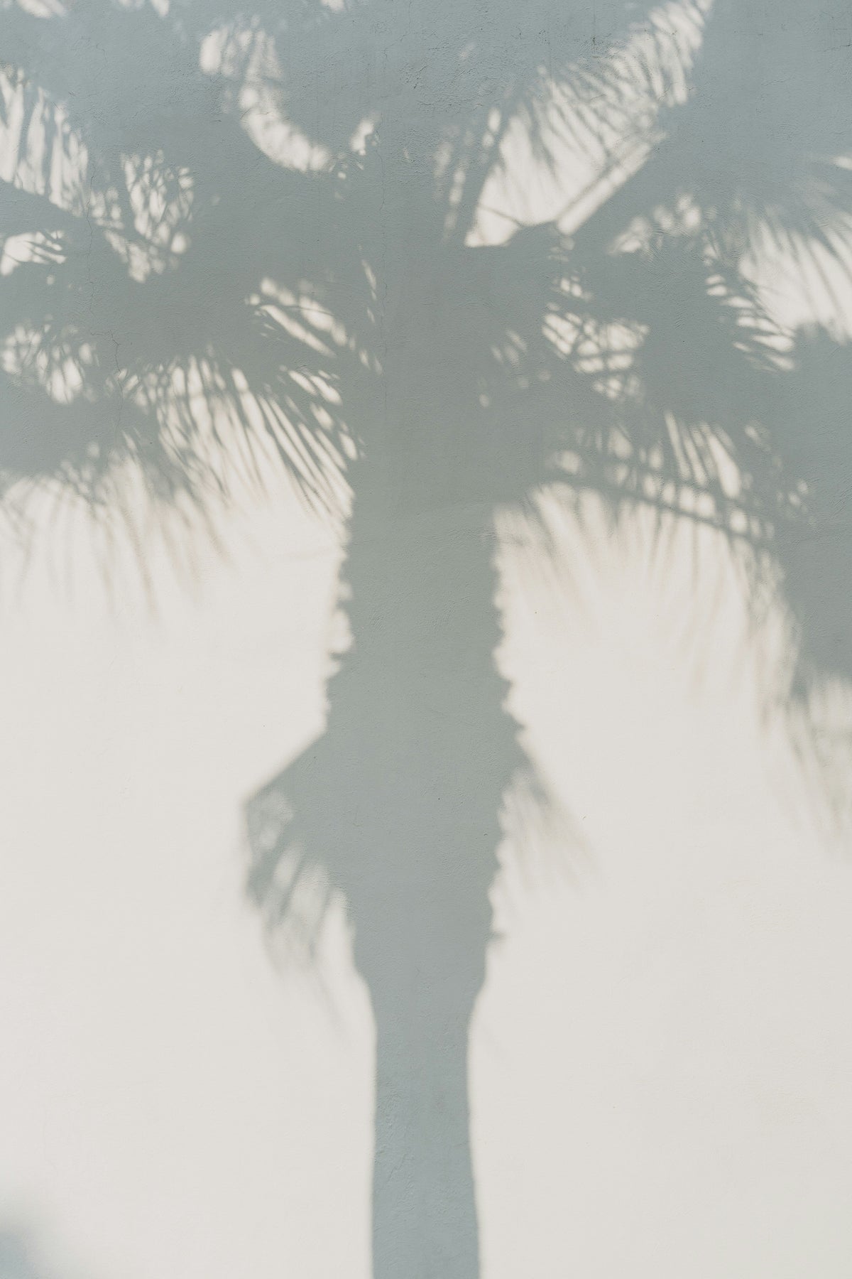 White Palm Fresh 100 ml Room Spray