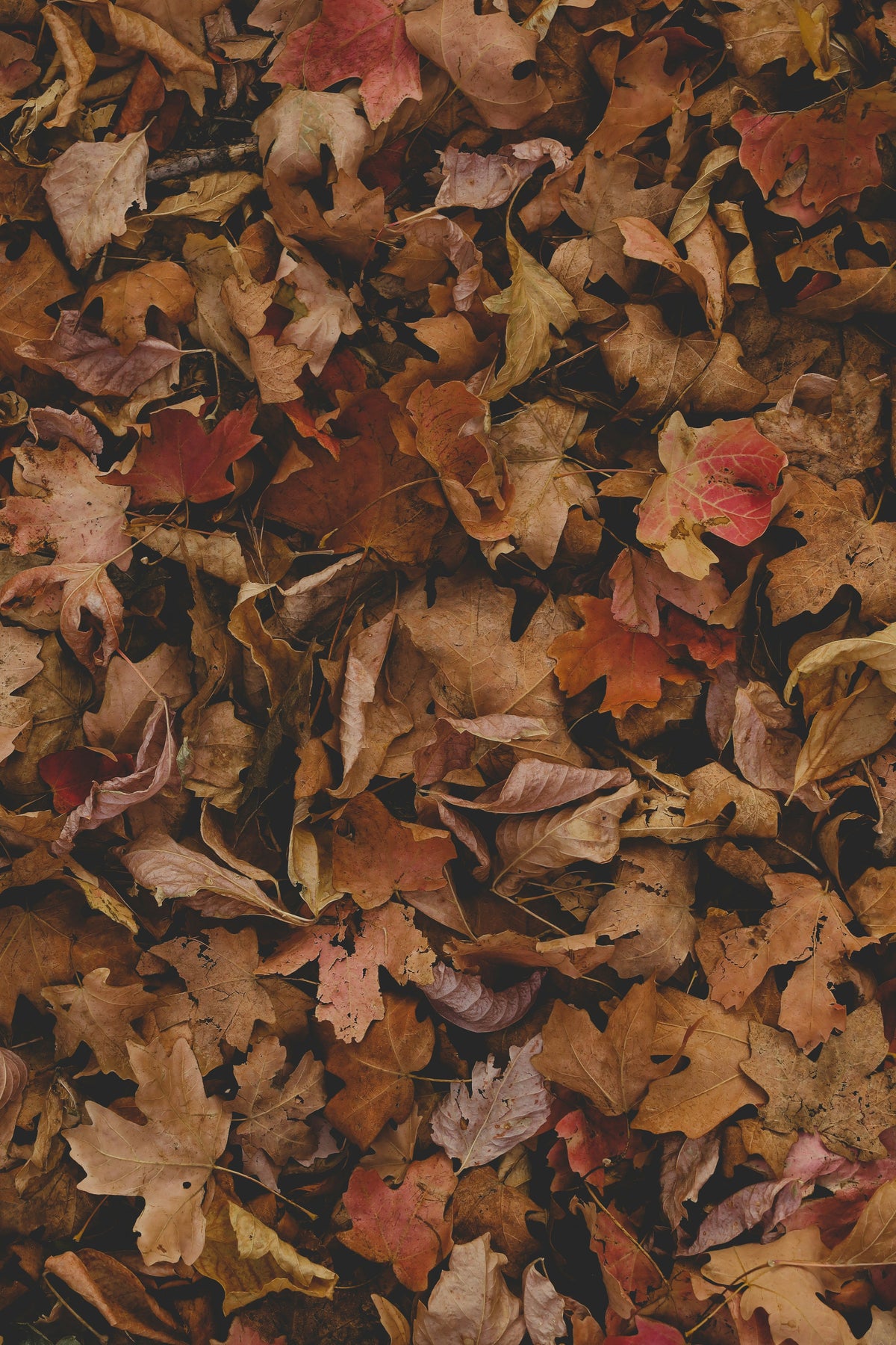 Fall Leaves Hand-poured 12 oz scented candle