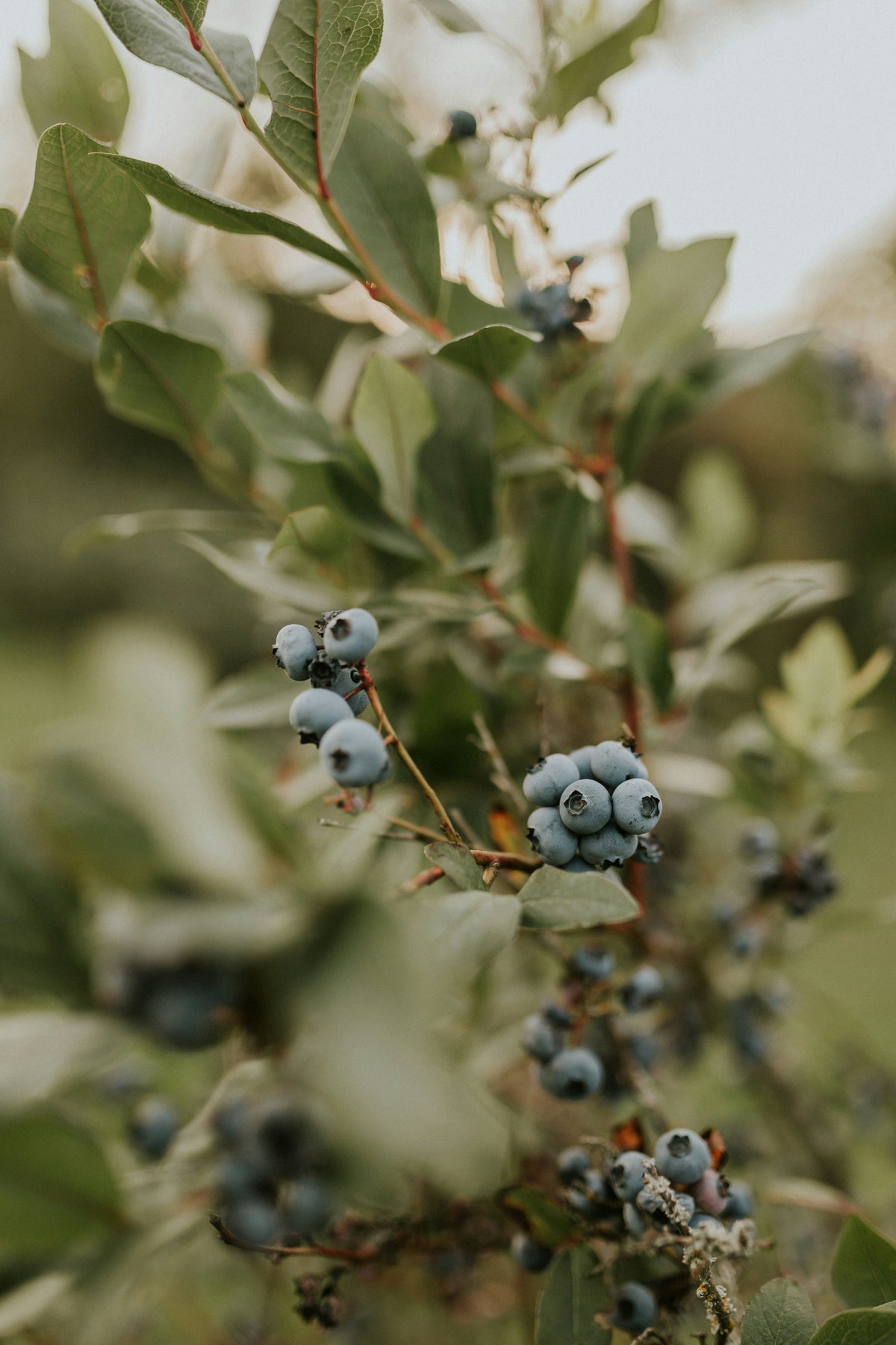Sand + Paws Juniper Berry Sage Hand-poured 21 oz scented candle