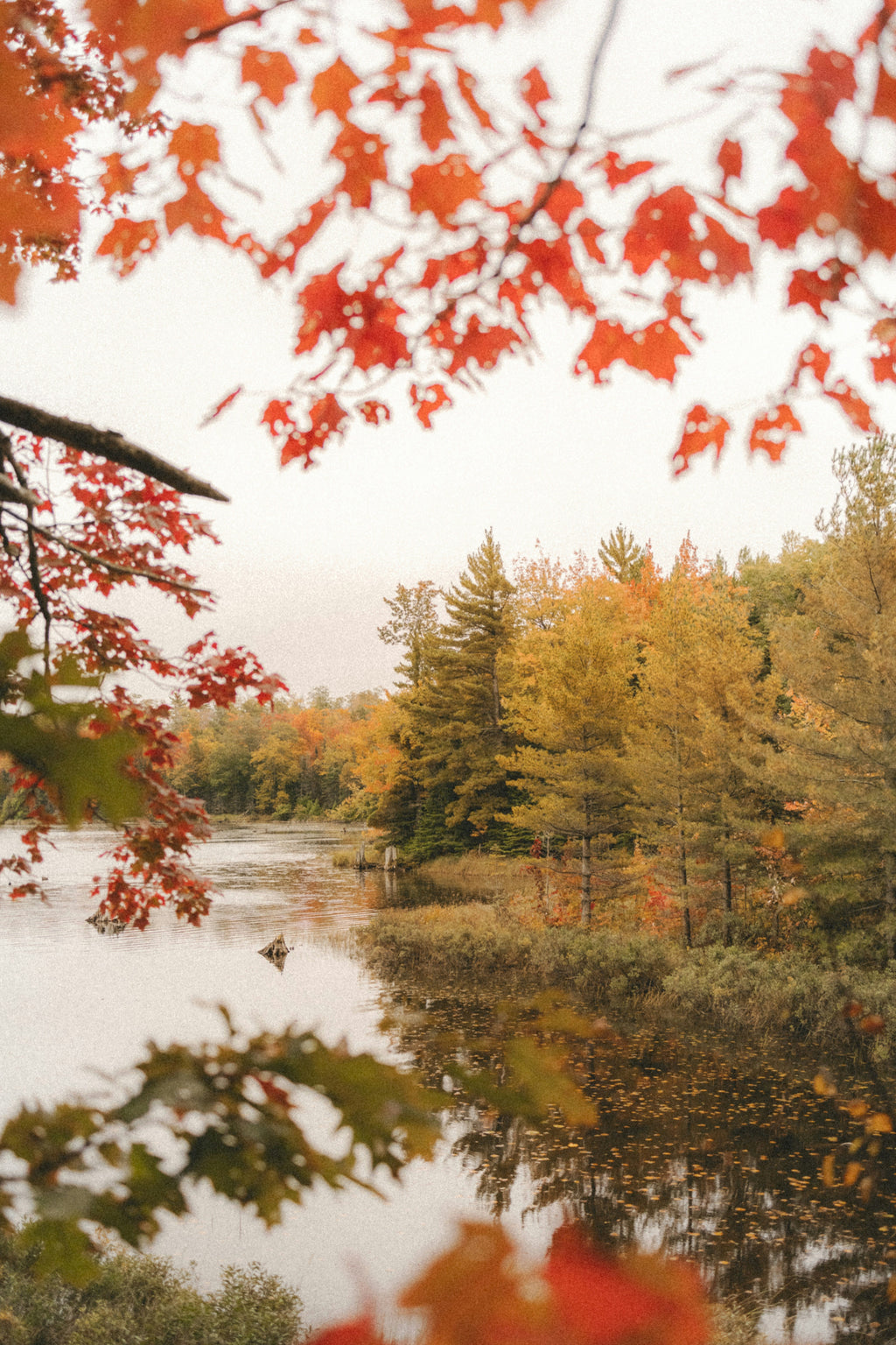 Autumn Woods & Apple Hand-poured 12 oz scented candle