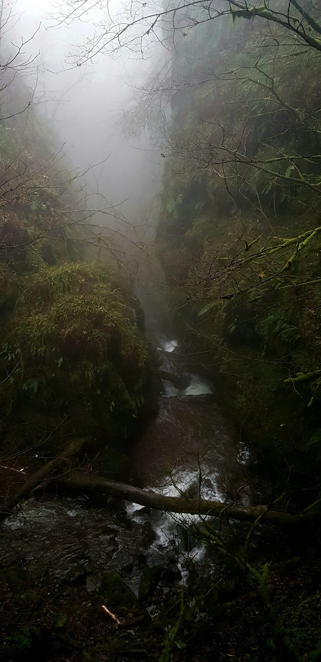 Teakwood Long-lasting 50ml Perfume Oil Dropper