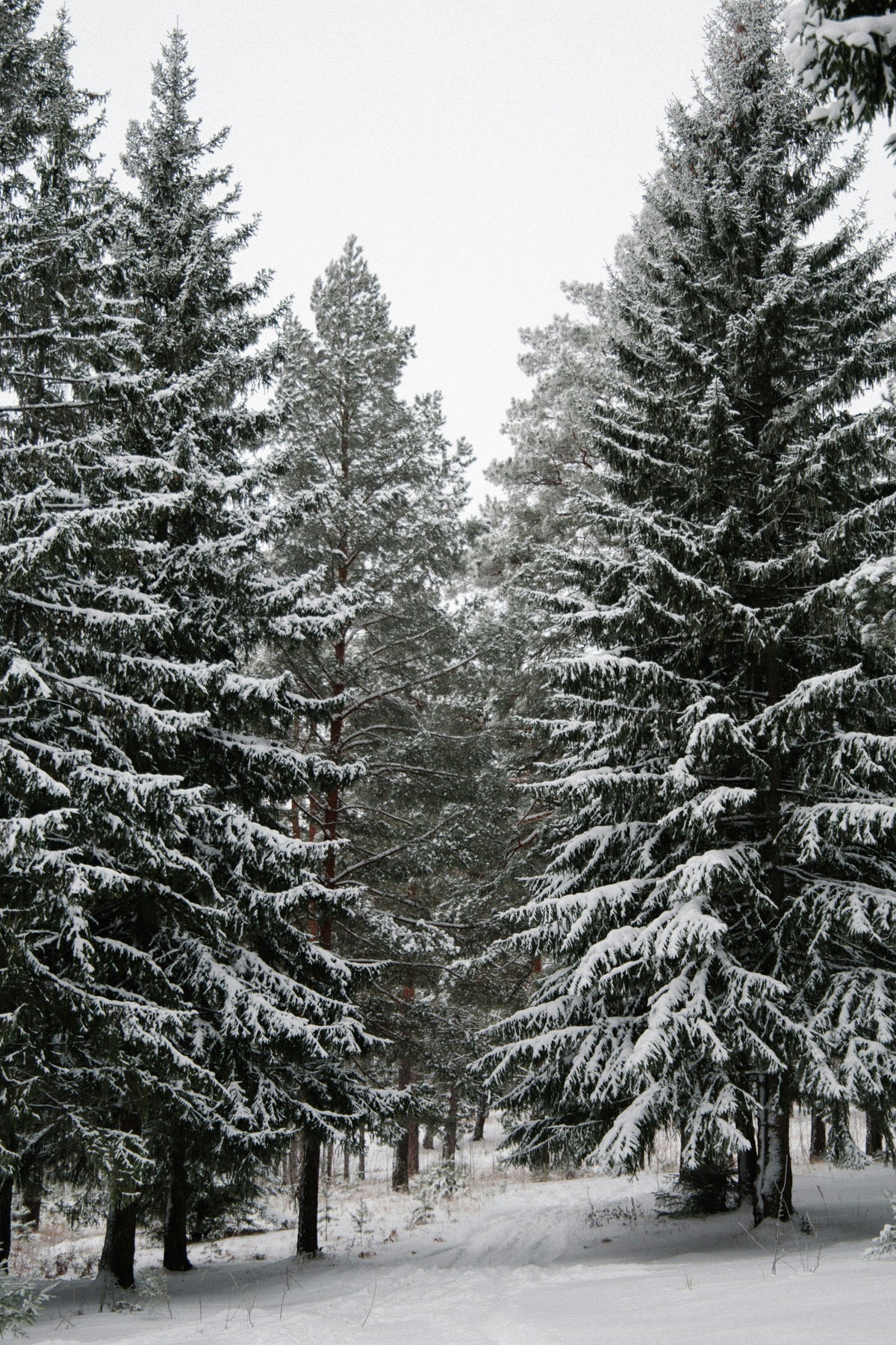 Winter Pine Hand-poured 12 oz scented candle