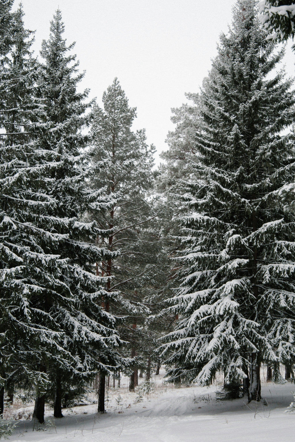 Winter Pine Hand-poured 12 oz scented candle